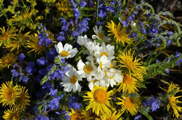 охапка полевых цветов