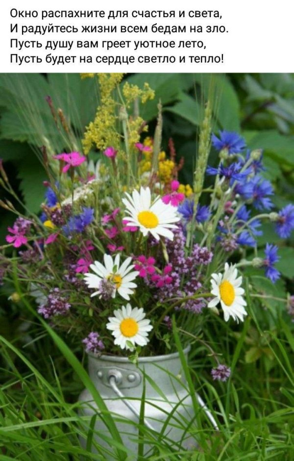 разнотравье луговой цветник