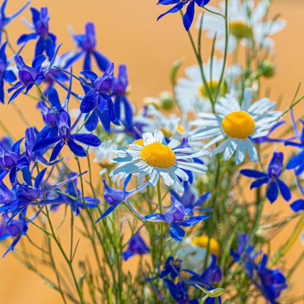 ромашка лютик василек