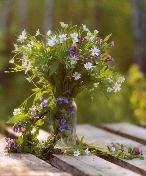 цветок полевой