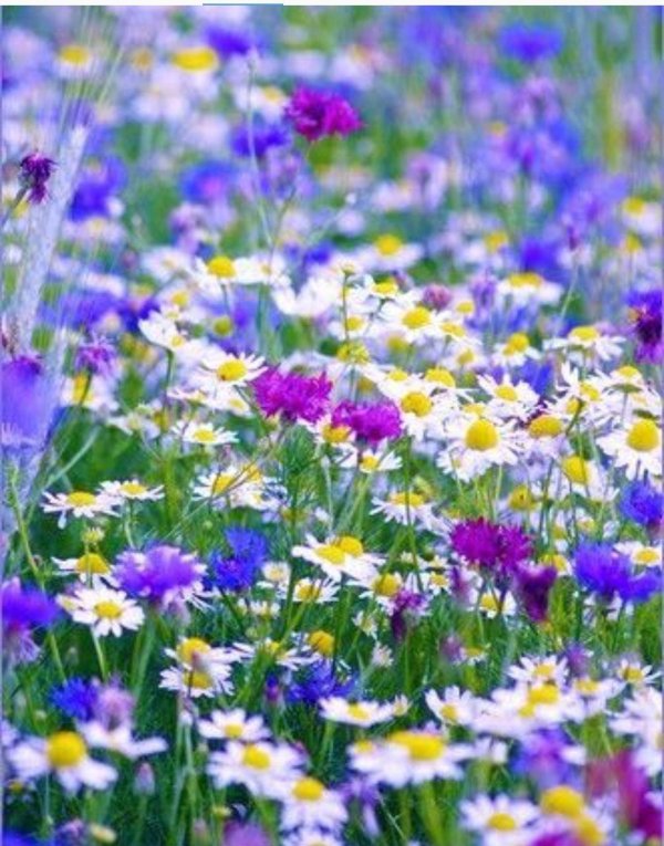 полевой цветок