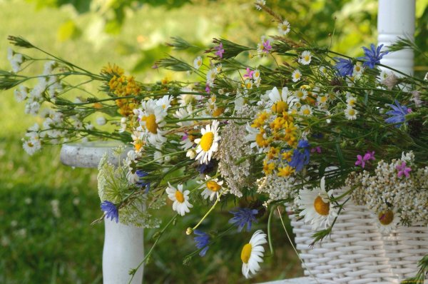 красивые летние букеты