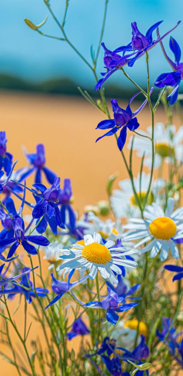 мак василек лютик незабудка