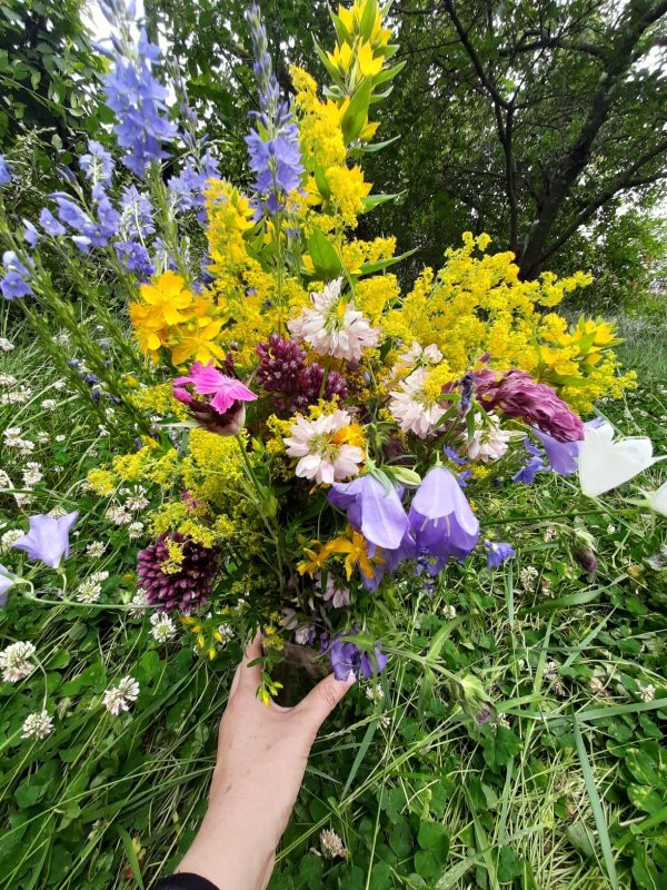 полевой цветок