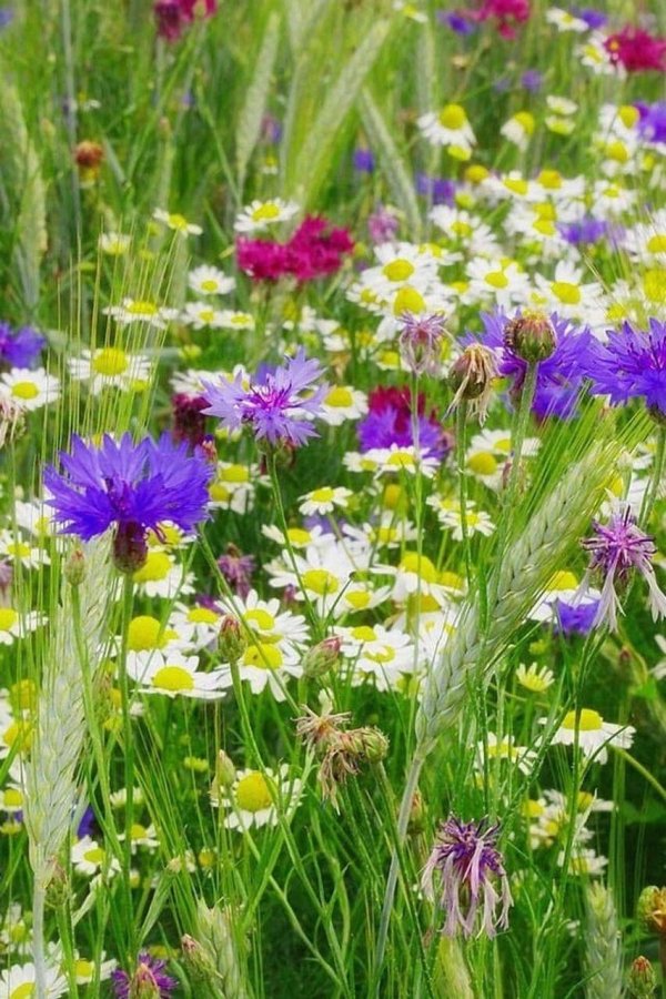 разнотравье луговой цветник
