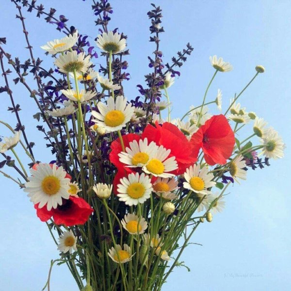 цветок полевой