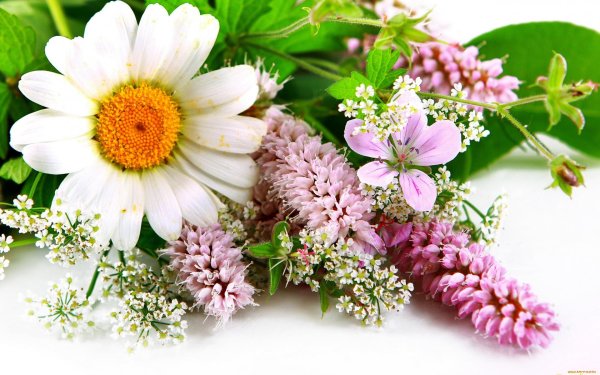 полевые цветы с днем рождения