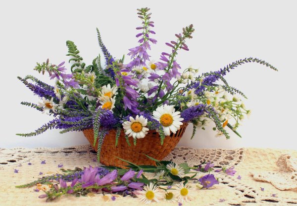 полевой цветок