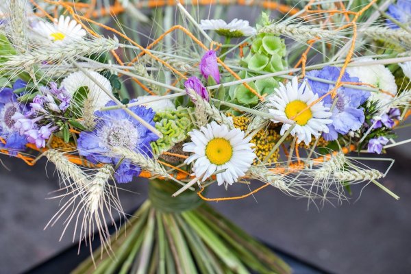 синеголовник сухоцветник