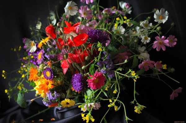 цветок полевой