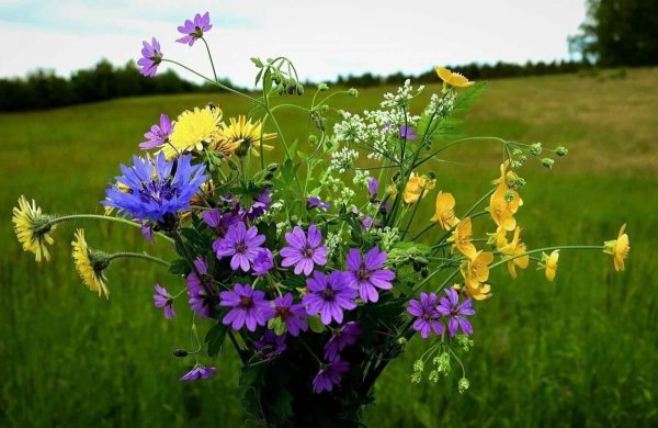 букеты полевых васильков ромашек маков