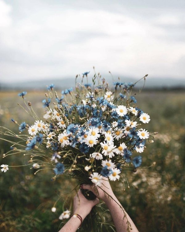 эстетика ромашек