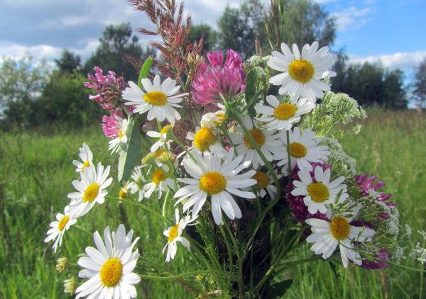 полевая ромашка