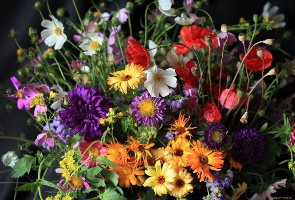 летние цветы