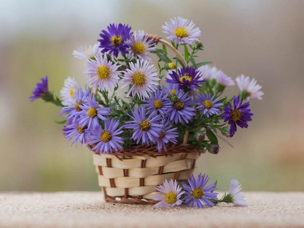 хризантемы сентябринки октябринки