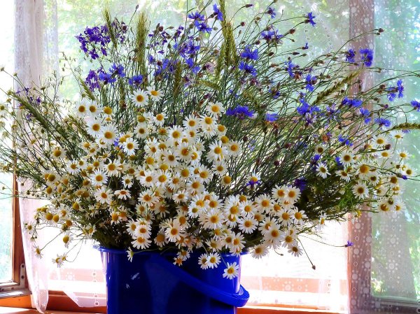 букет полевых васильков