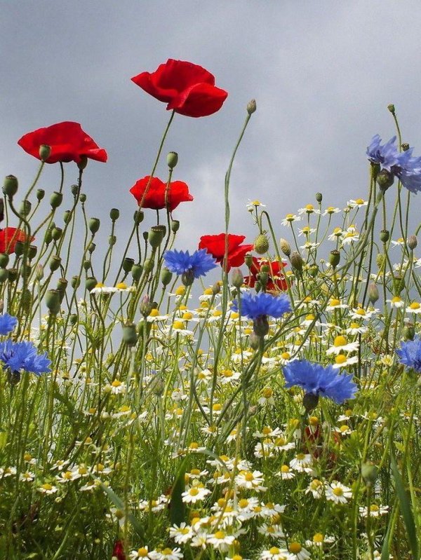 цветок полевой