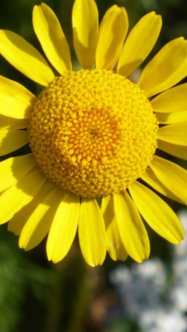 ромашка желтая