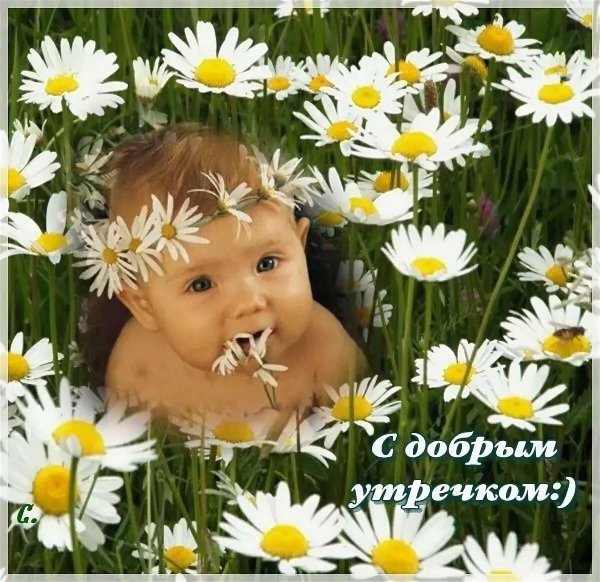 доброго утра с ромашками