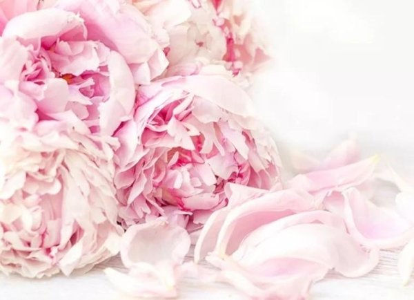 пион розовый