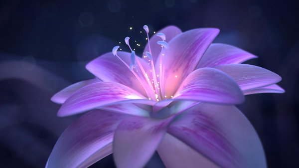 цветок лилии