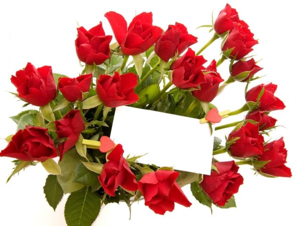 роза открытка