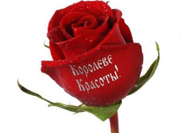 розы с надписью