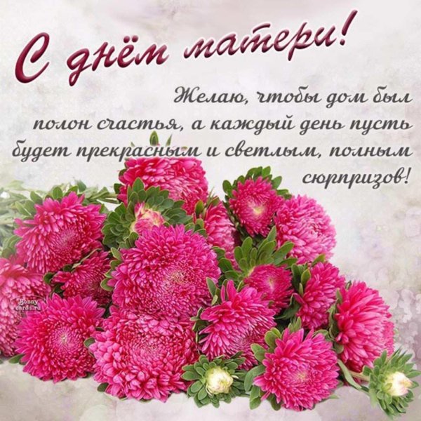 астра хризантелла