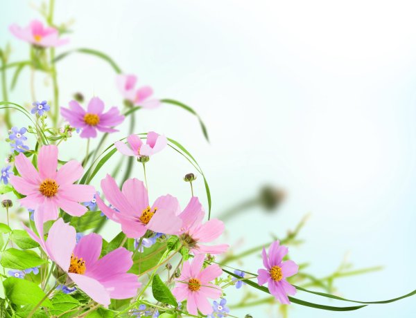 космея луговая