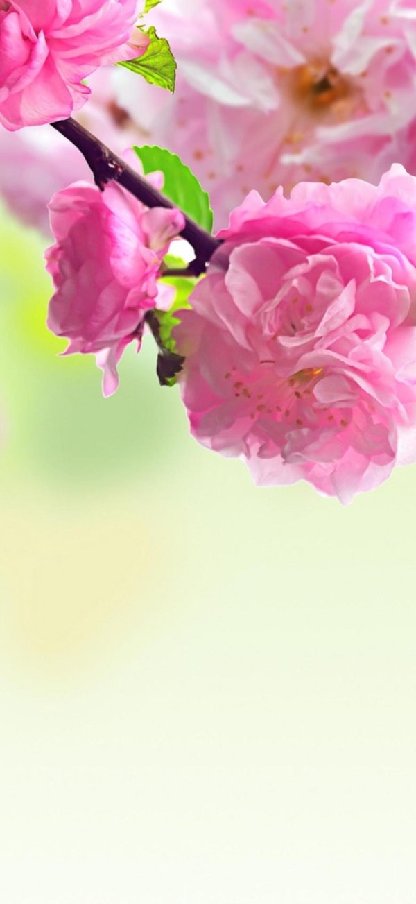 весенние фоны