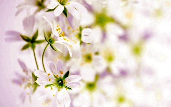 цветы на светлом фоне