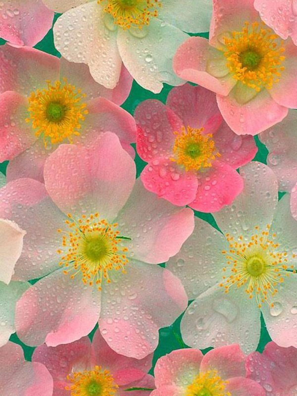 красочные цветы