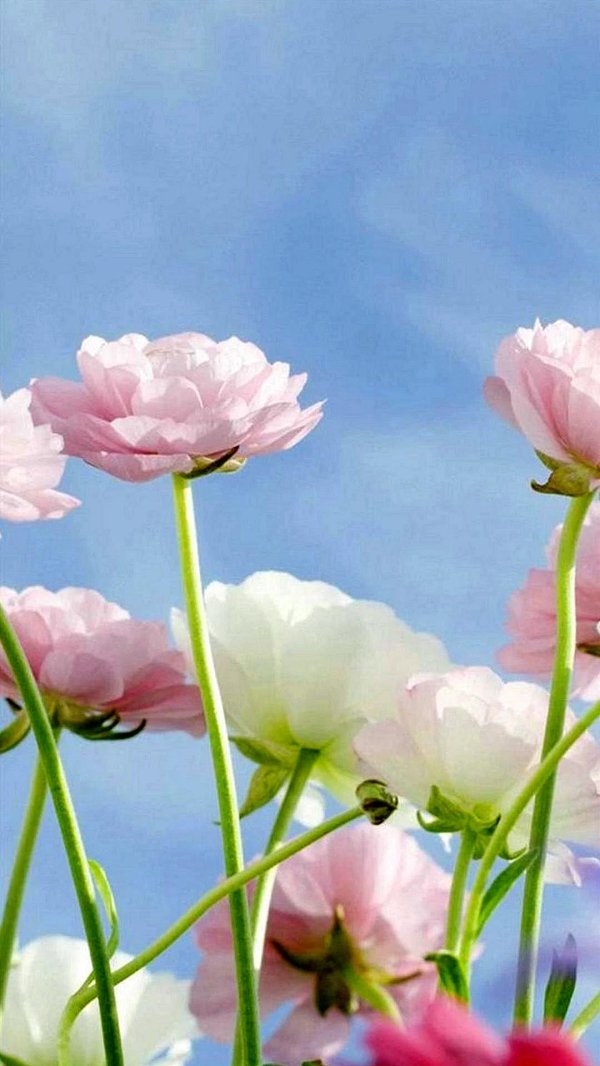 цветок нежный