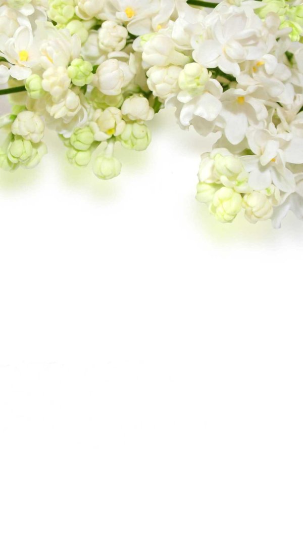 сирень белая