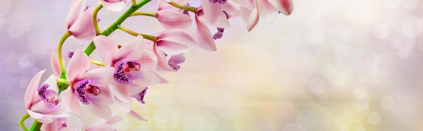 орхидея ветка