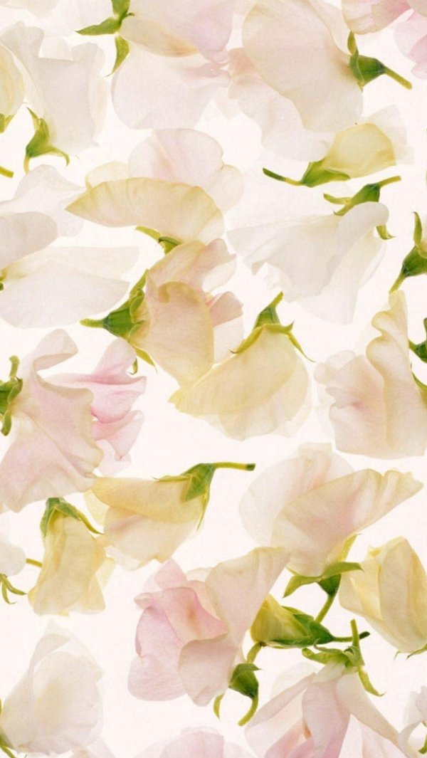 душистый горошек