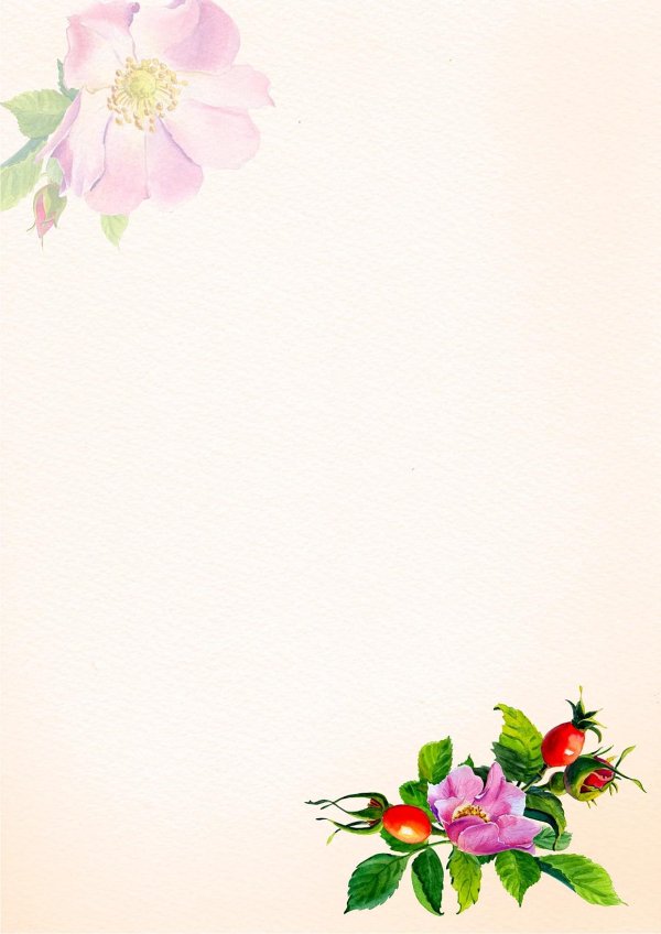 шиповник акварель