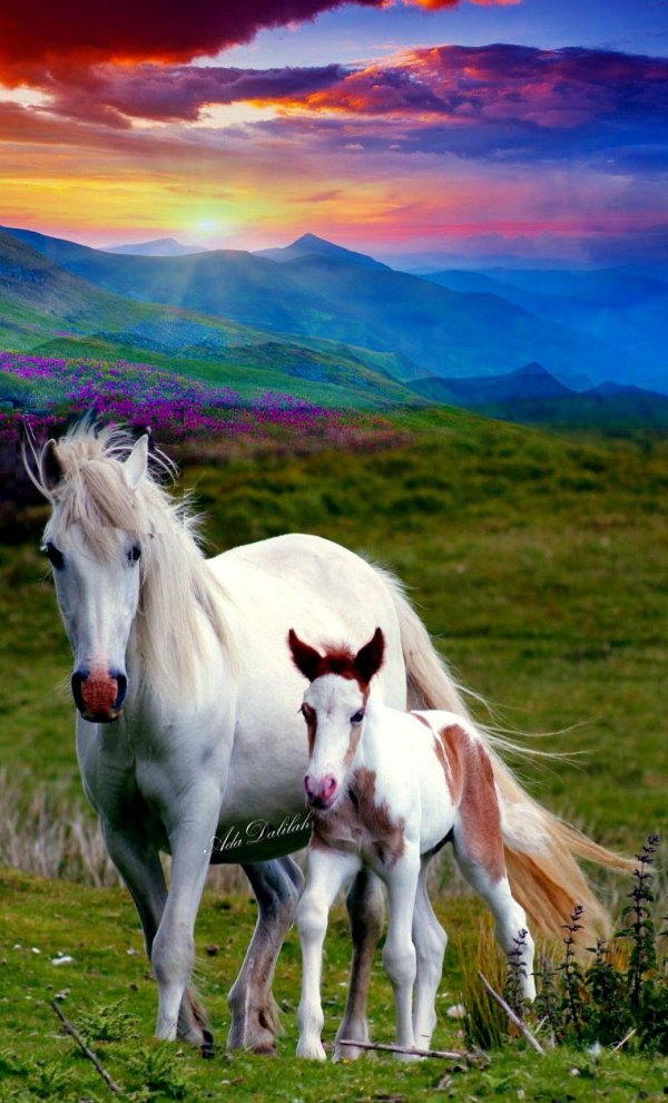 орловский рысак жеребёнок