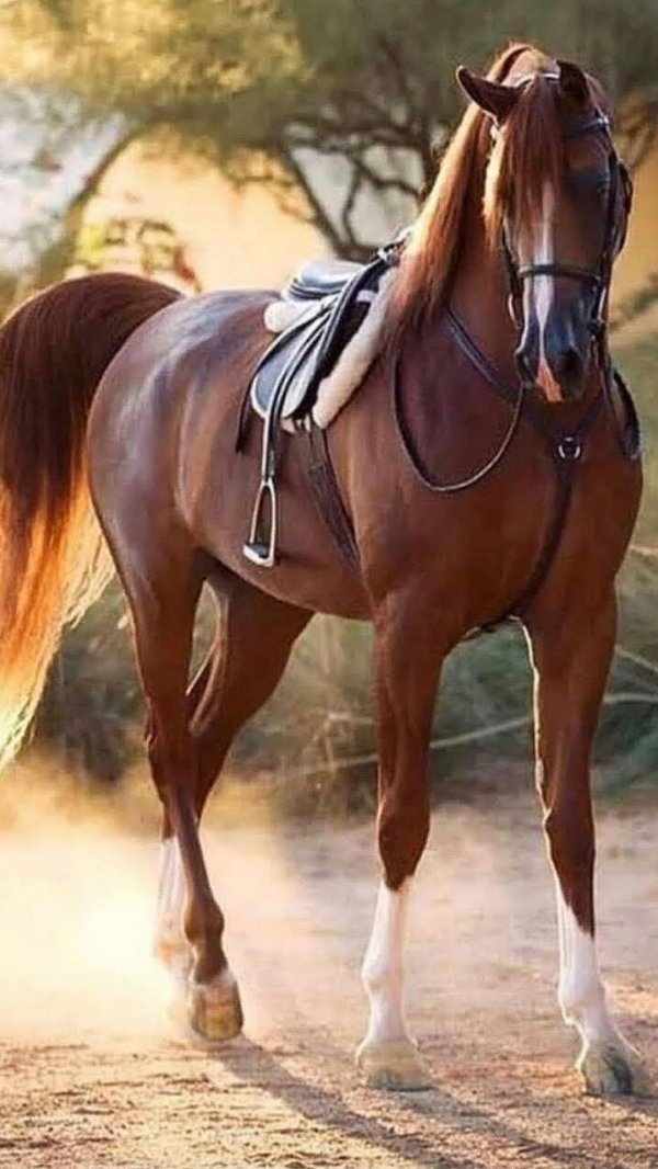 коричневый арабский скакун