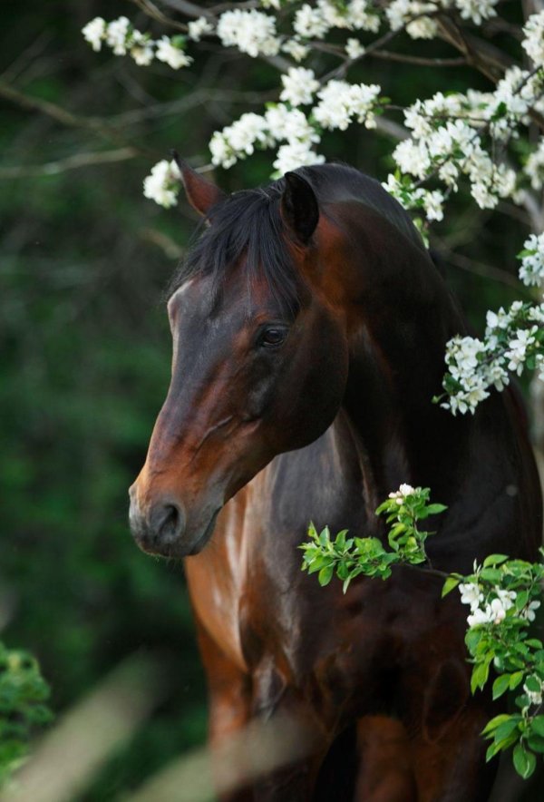 лошади на природе