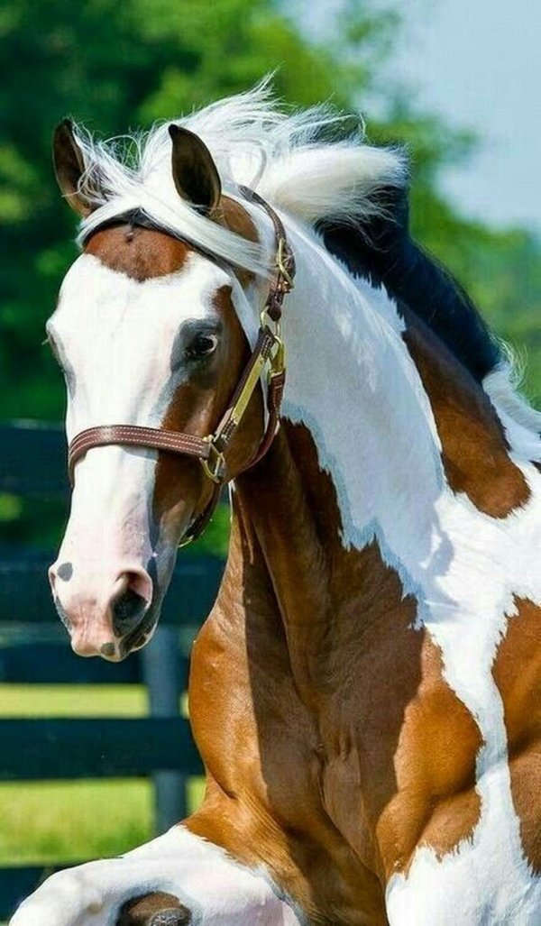 американский пейнтхорс