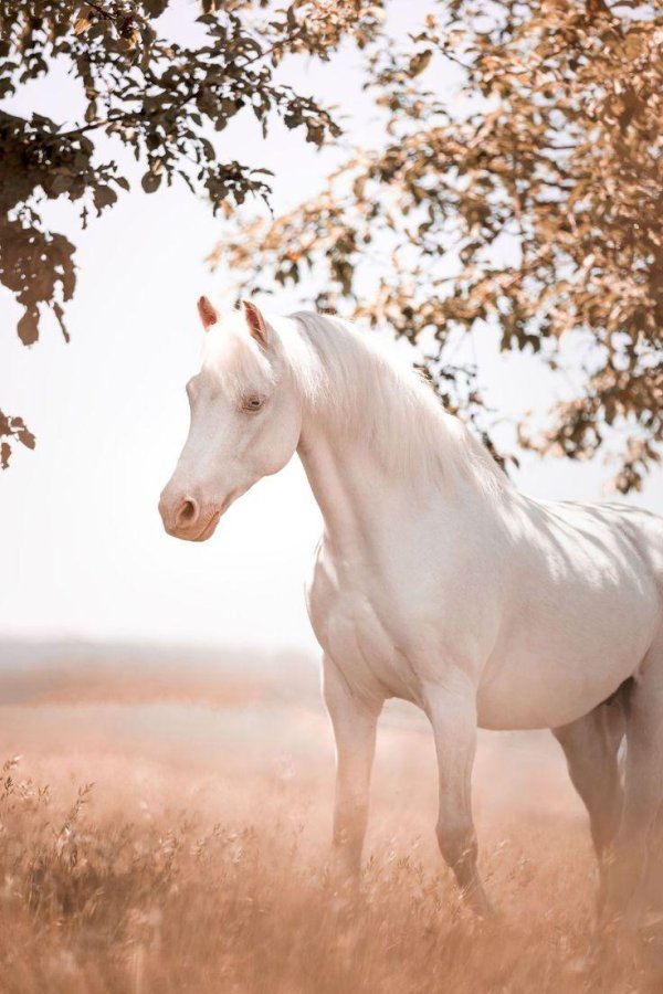марвари жеребенок альбинос