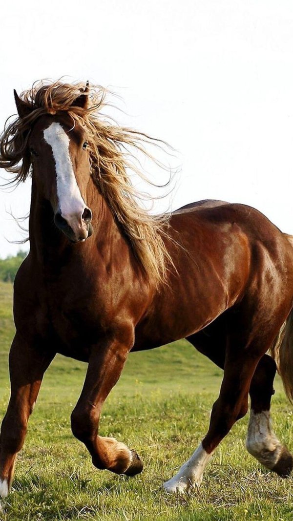 принт лошади