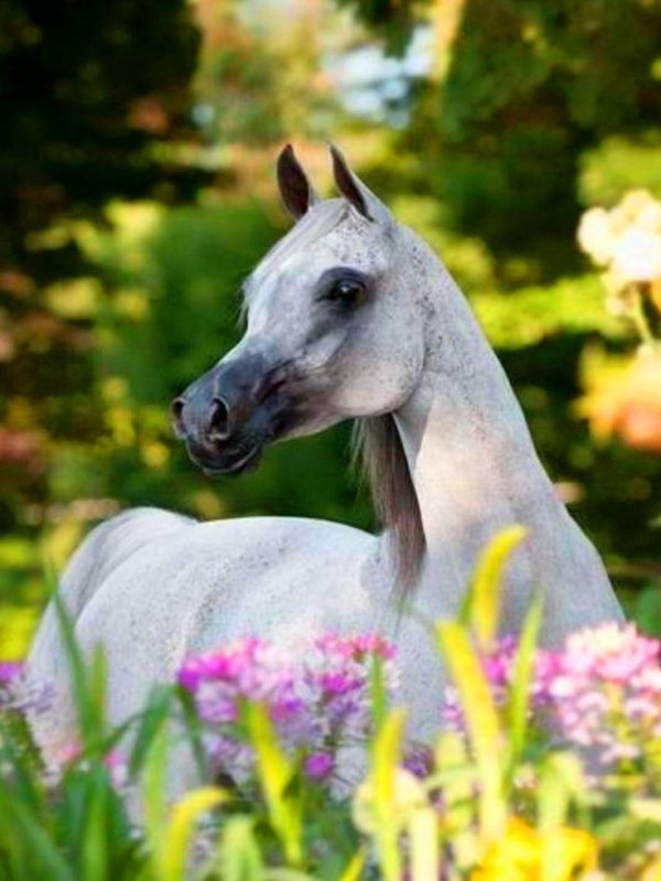 арабская лошадь