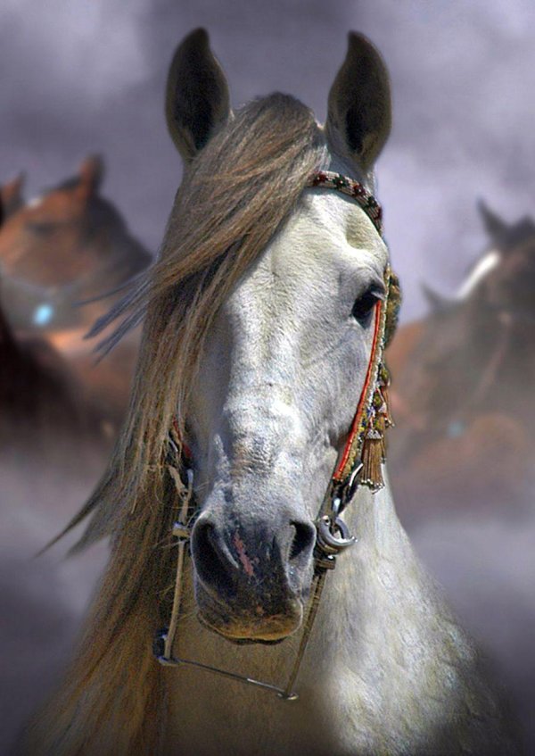 лошади красивые