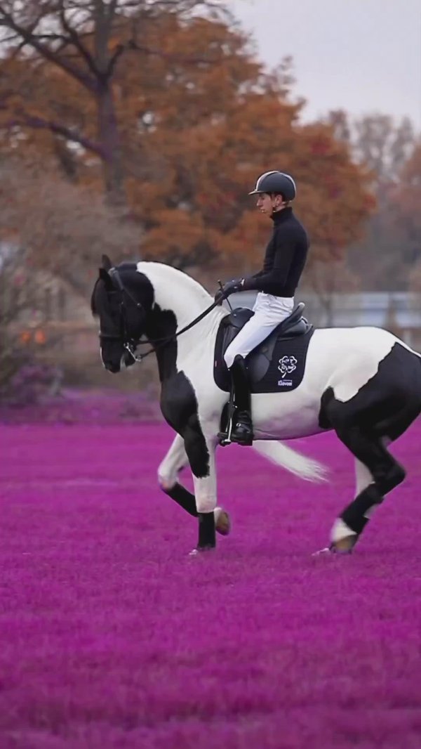 конный спорт выездка