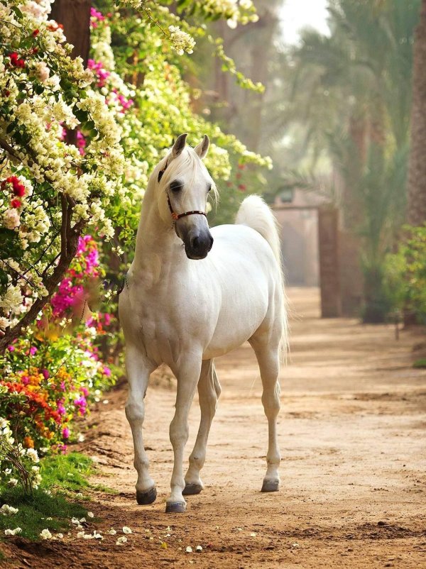 арабская скаковая порода лошадей