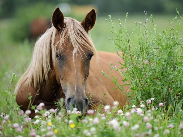 лошади в поле