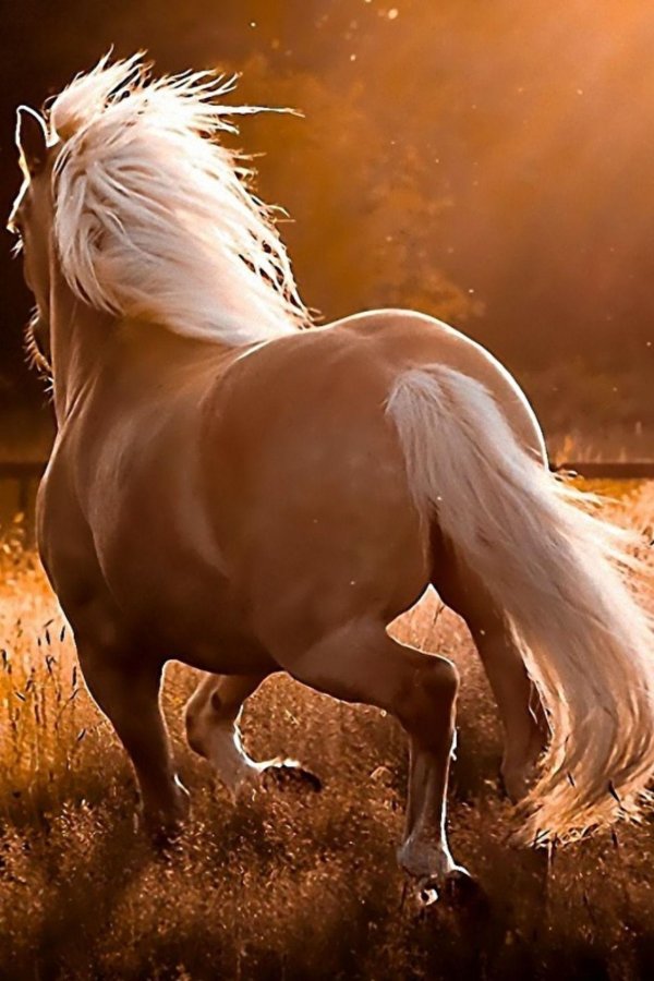 хафлингер порода лошадей