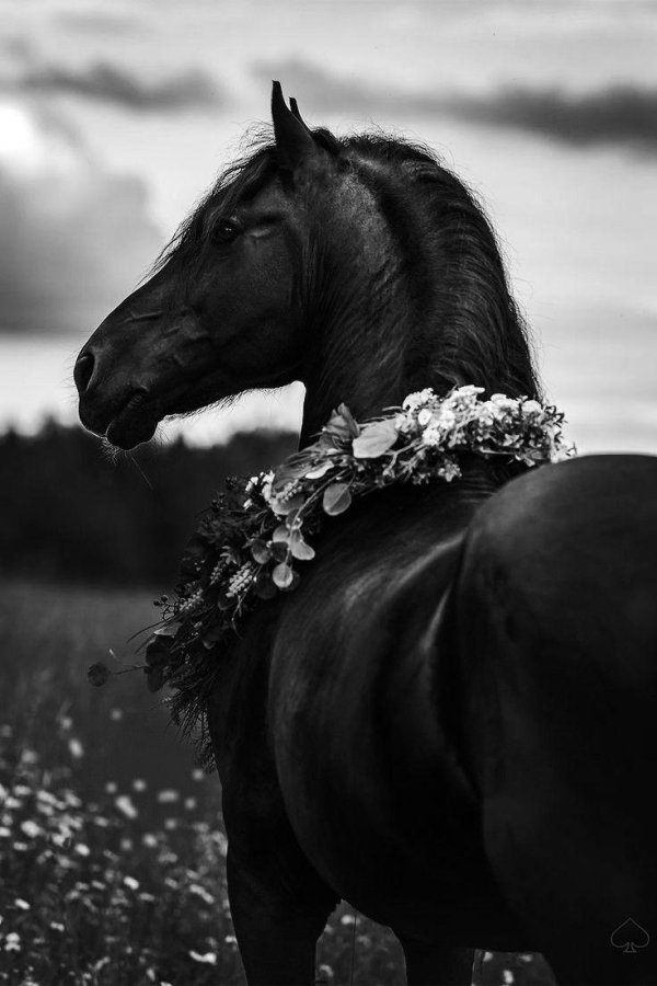 фризская порода лошадей вороная